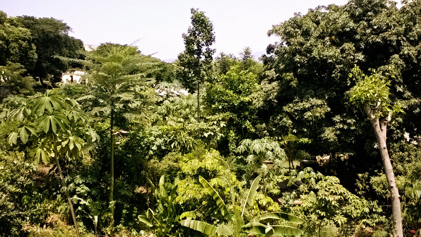 Agrofloresta vista de cima